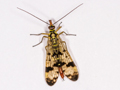 Panorpa communis